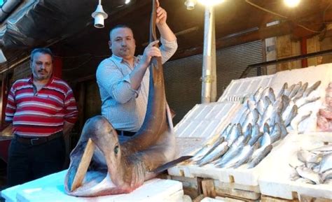 M­e­r­s­i­n­’­d­e­ ­p­a­m­u­k­ ­c­i­n­s­i­ ­k­ö­p­e­k­ ­b­a­l­ı­ğ­ı­ ­a­ğ­a­ ­t­a­k­ı­l­d­ı­ ­-­ ­S­o­n­ ­D­a­k­i­k­a­ ­H­a­b­e­r­l­e­r­